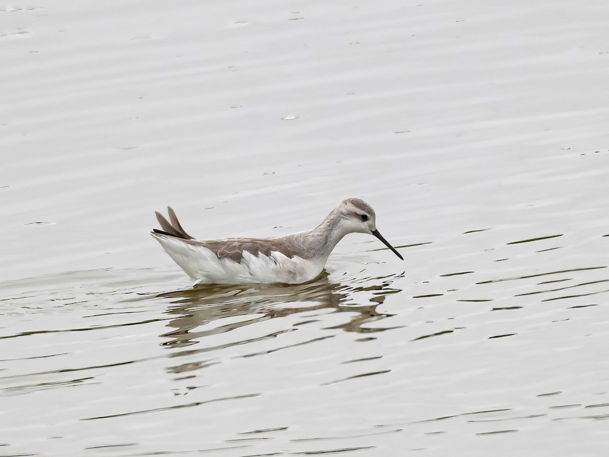Phalarope de Wilson - ML646469734