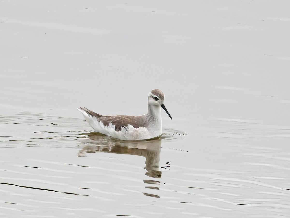 Phalarope de Wilson - ML646469735