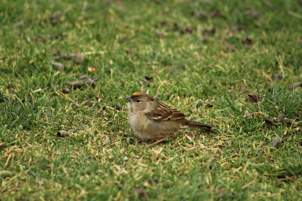 Чернобровая овсянка - ML646469736