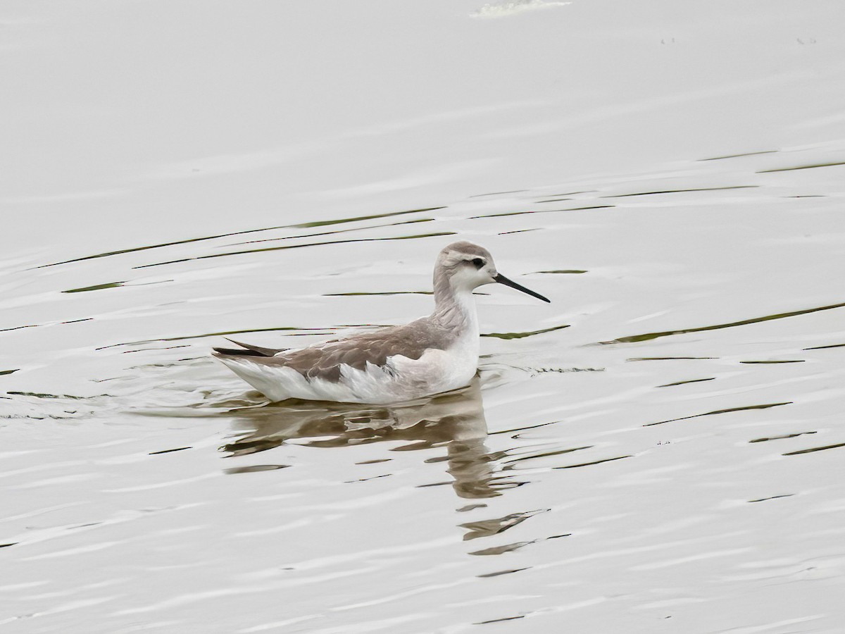 Phalarope de Wilson - ML646469737