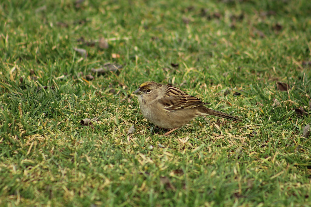 Чернобровая овсянка - ML646469738