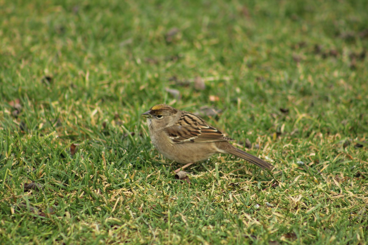 Чернобровая овсянка - ML646469739