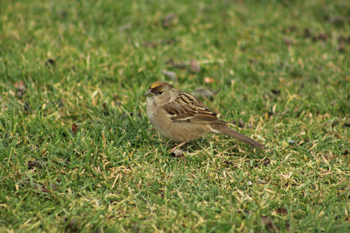 Чернобровая овсянка - ML646469740