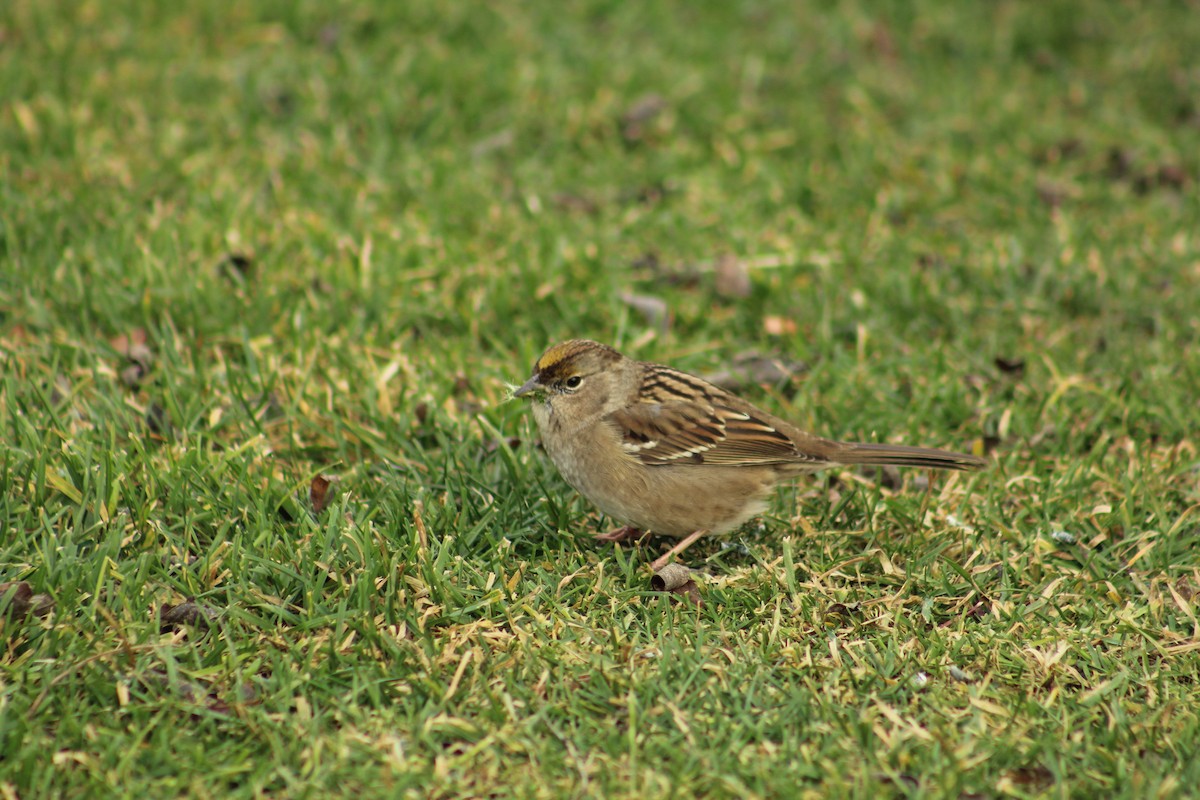 Чернобровая овсянка - ML646469741