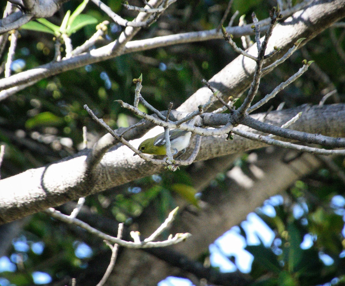 Yellow-throated Vireo - ML646469742