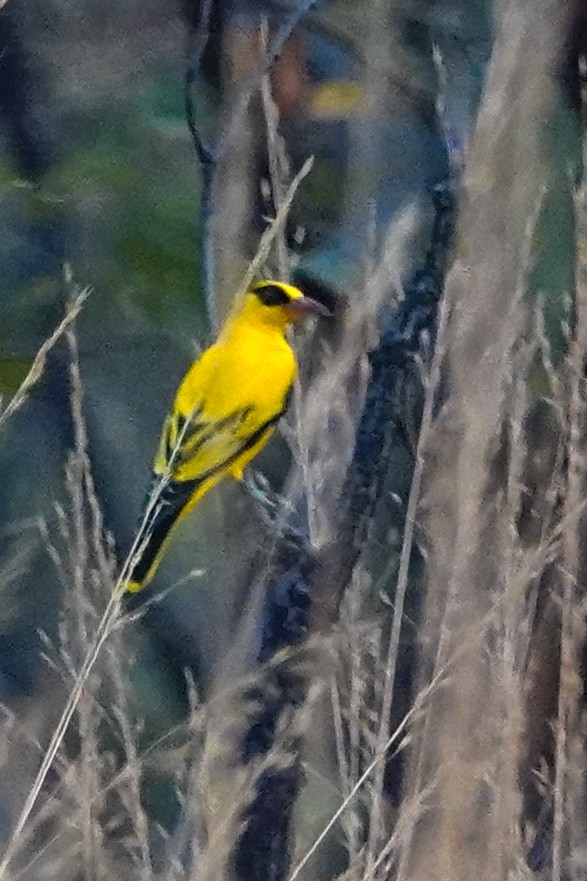 African Golden Oriole - ML646469743