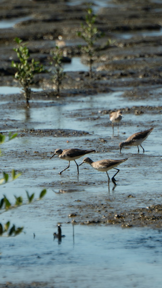 Lesser Yellowlegs - ML646469744
