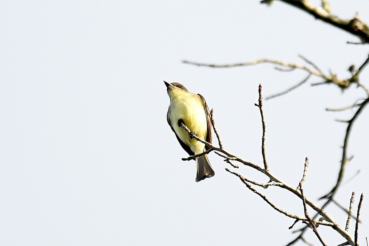 Eastern Phoebe - ML646469746