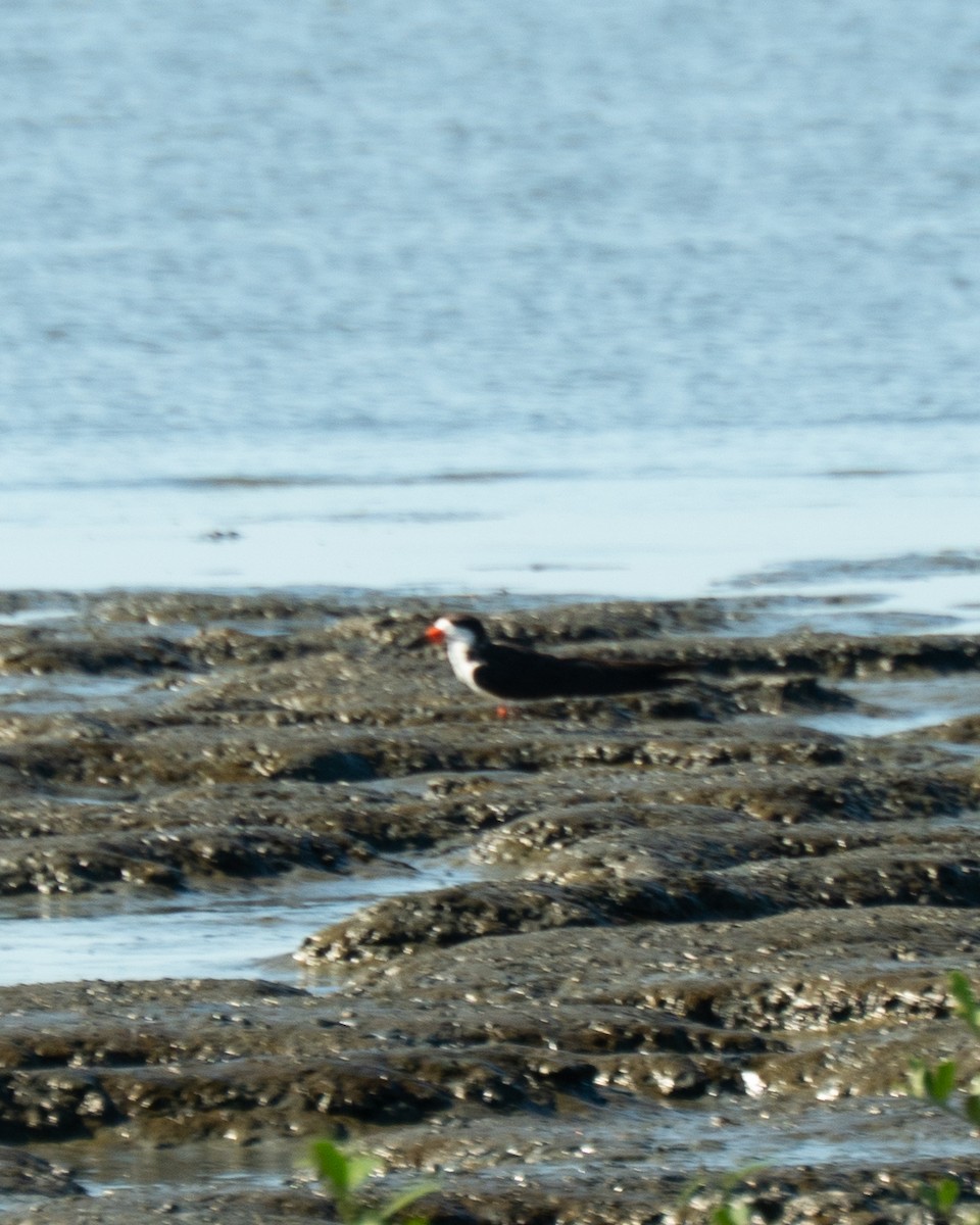 Black Skimmer - ML646469748