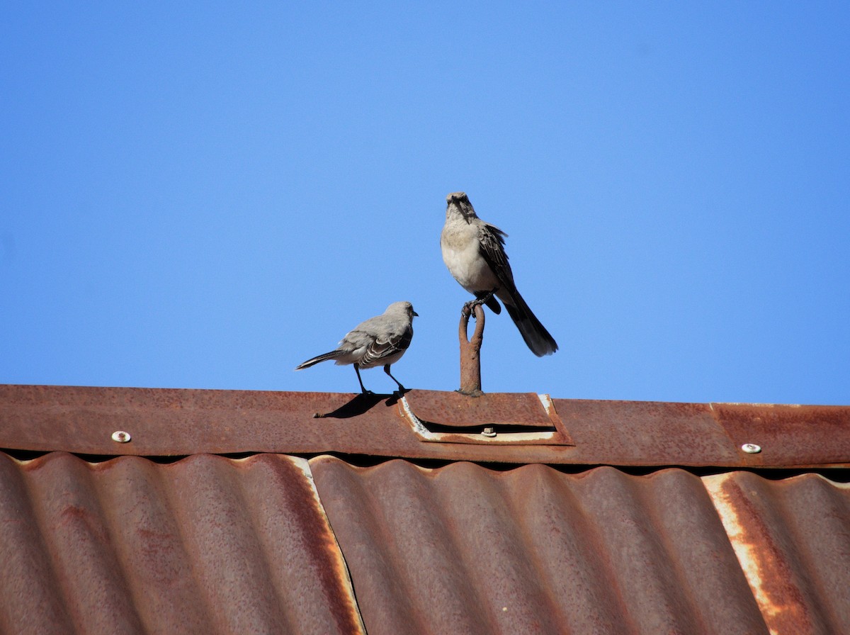 Tropical Mockingbird - ML646469751