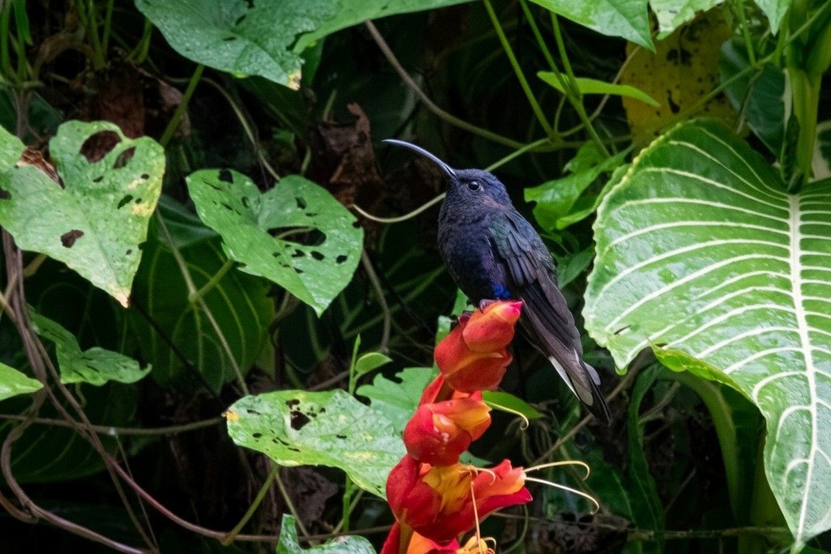 Violet Sabrewing - ML646469753