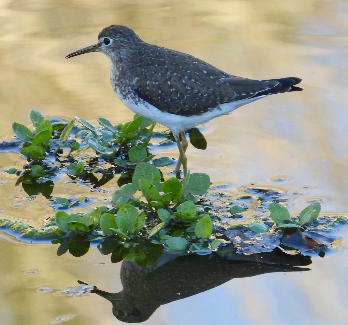 Solitary Sandpiper - ML646469754