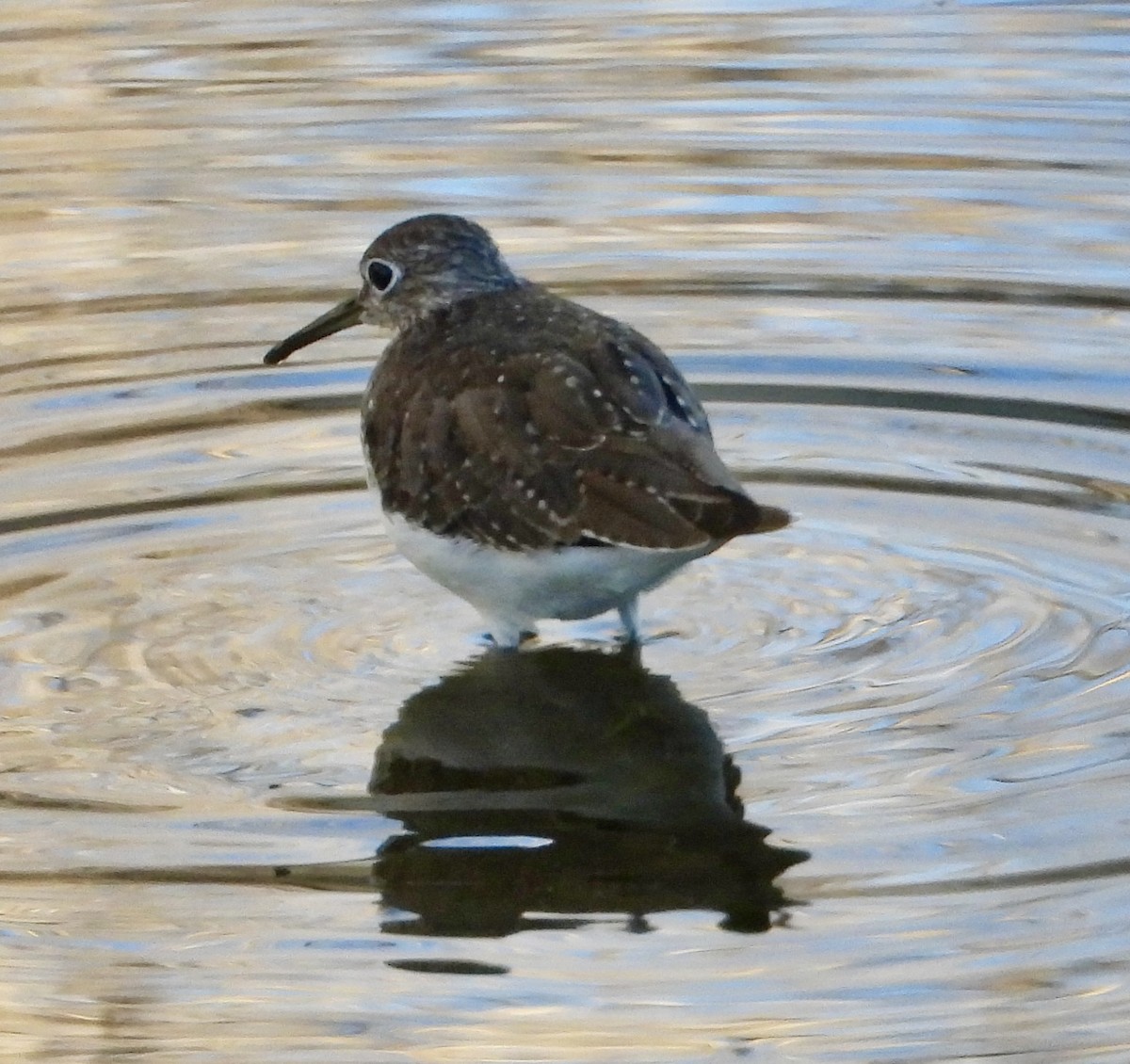 Solitary Sandpiper - ML646469755