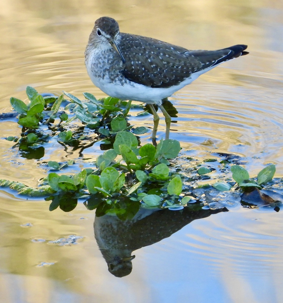 Solitary Sandpiper - ML646469756