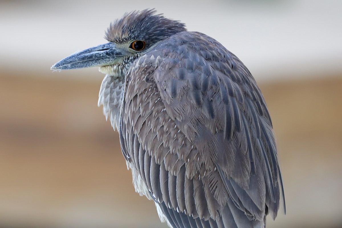 kvakoš žlutočelý - ML646469758