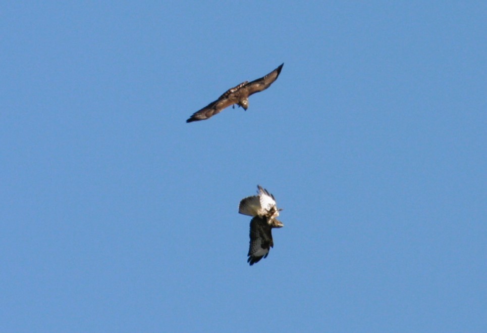 Buse variable - ML646469759