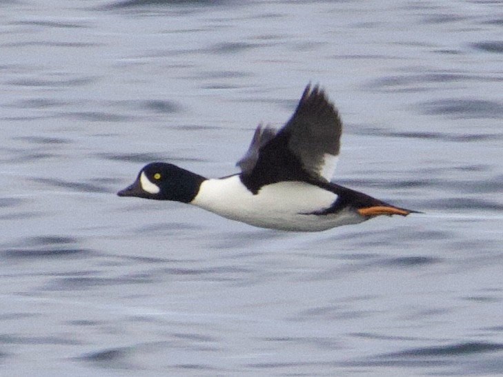 Barrow's Goldeneye - ML646469761