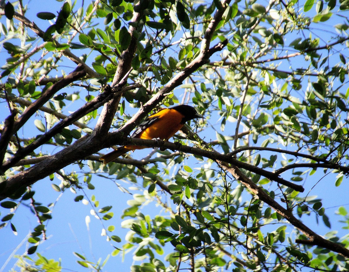 Балтиморский трупиал - ML646469762