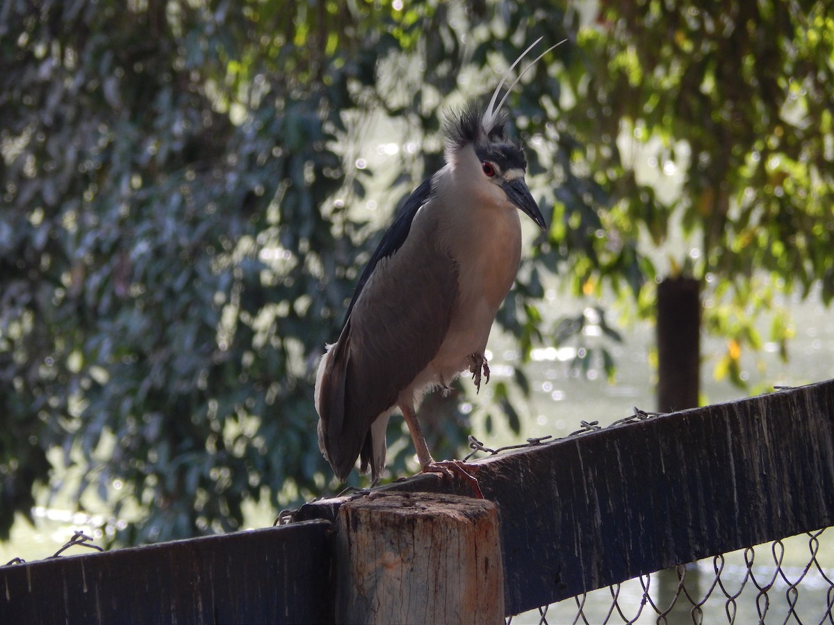 Black-crowned Night Heron - ML646469763