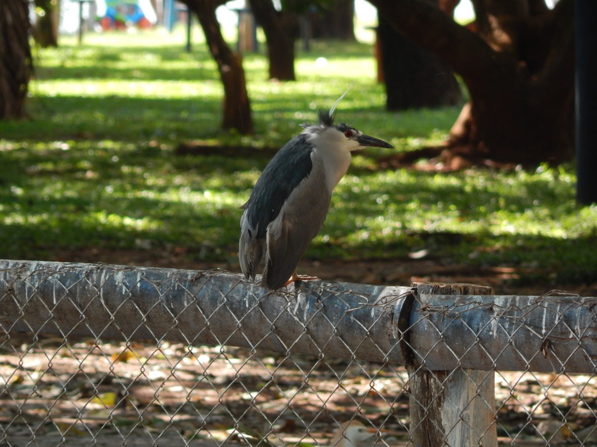 Black-crowned Night Heron - ML646469764
