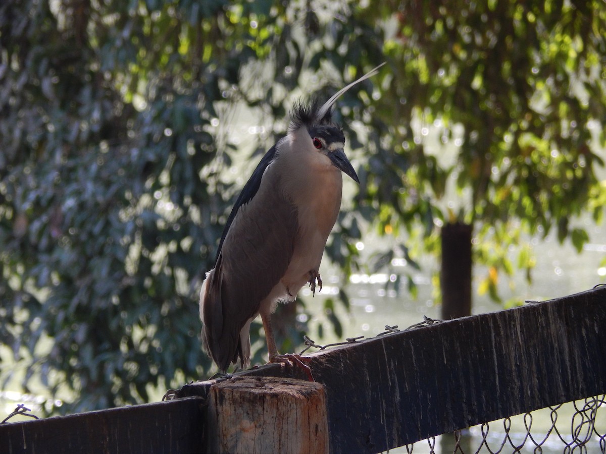 Black-crowned Night Heron - ML646469765