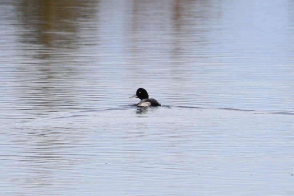 polák kaholka - ML646469766