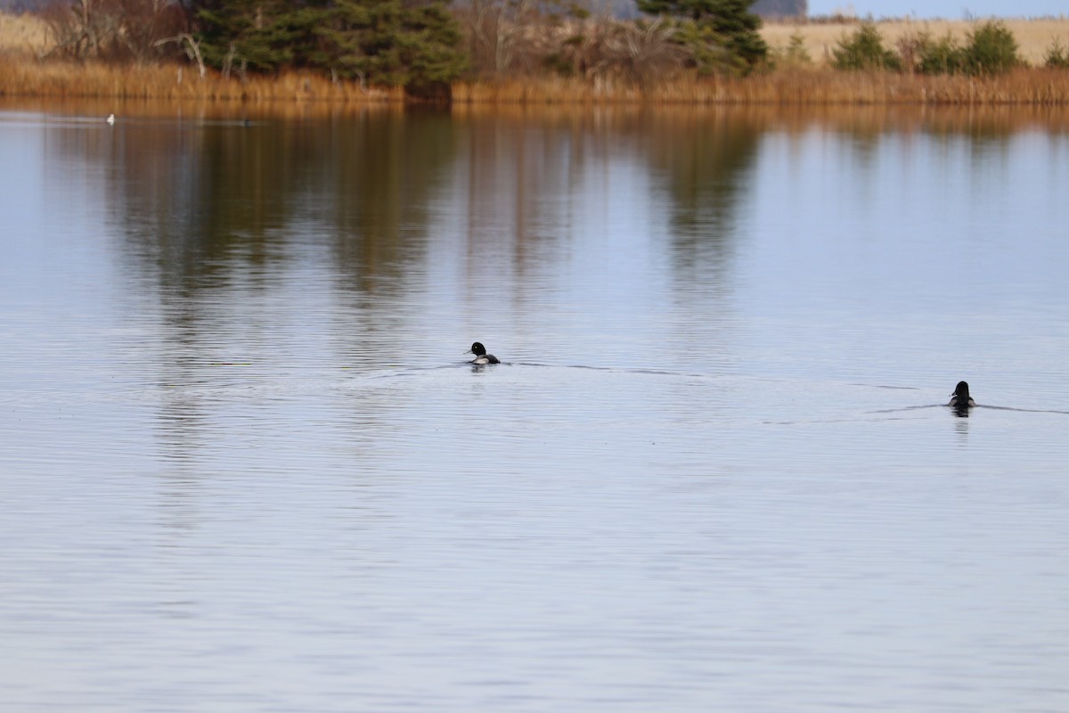 polák kaholka - ML646469767