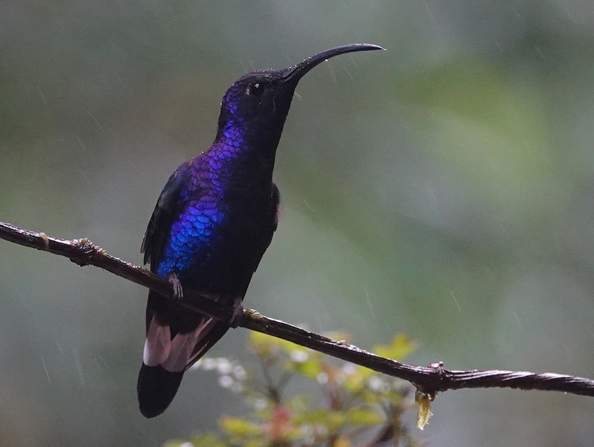 Violet Sabrewing - ML646469768