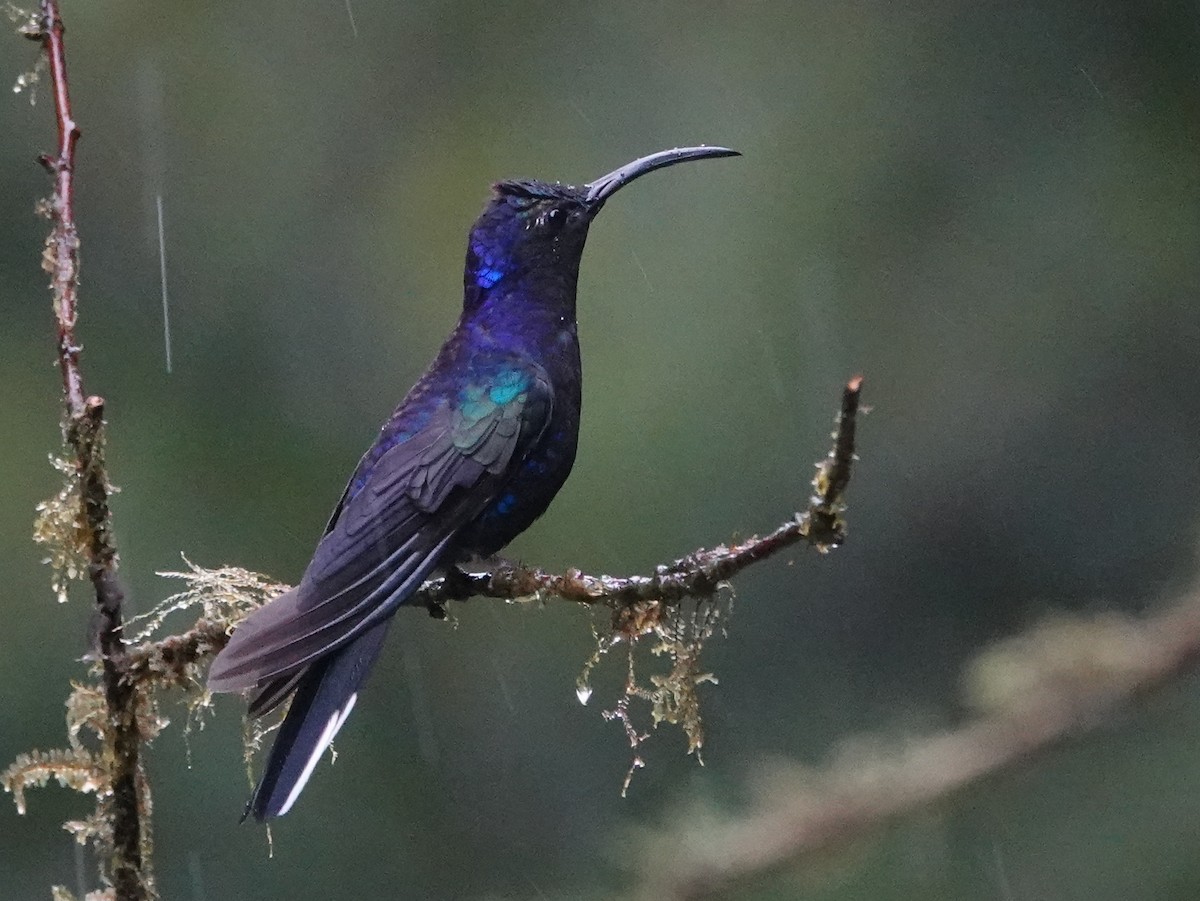 Violet Sabrewing - ML646469769