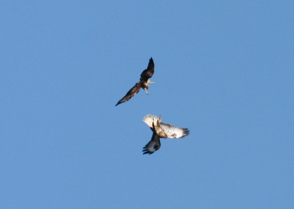 Buse variable - ML646469770