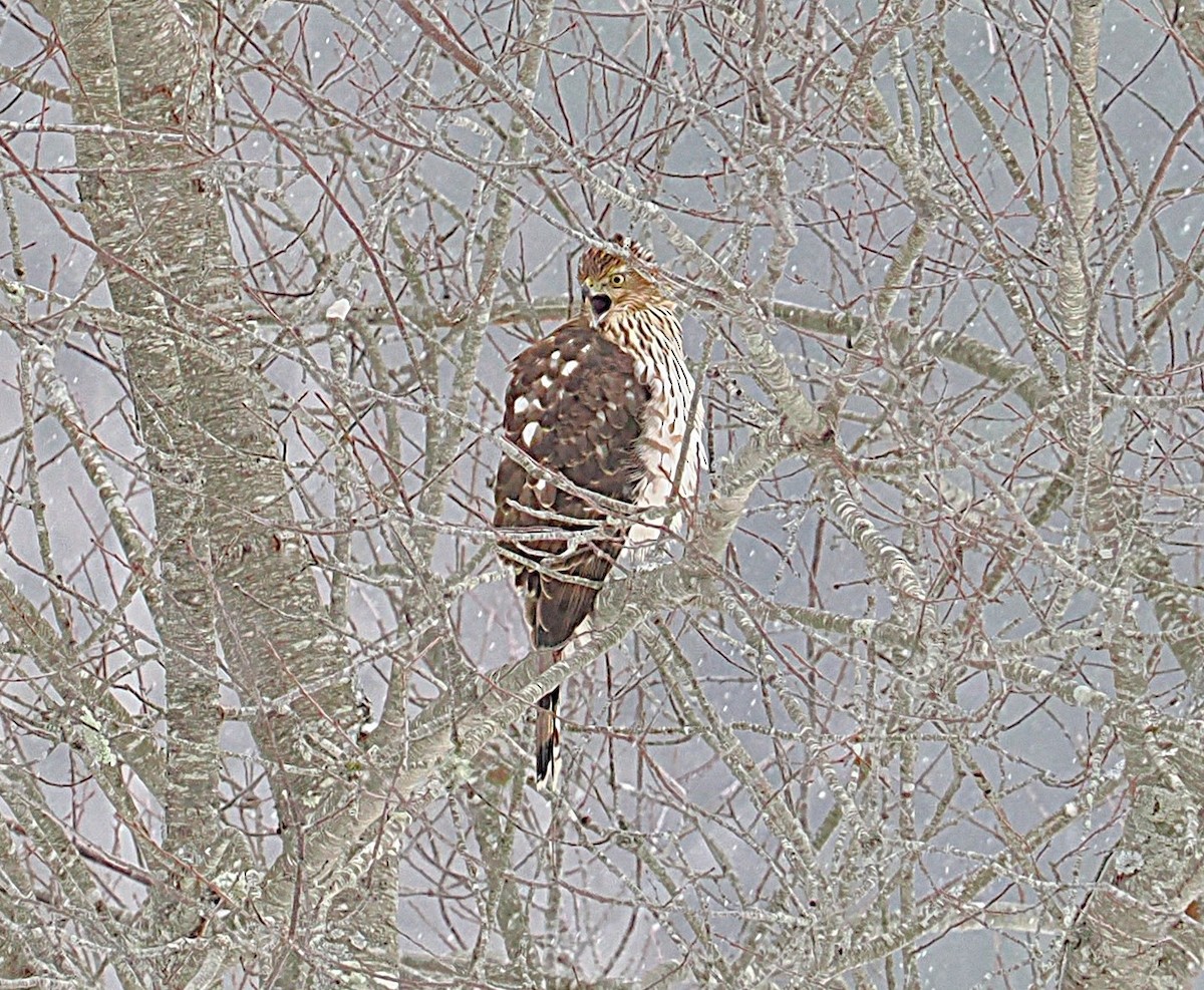 Cooper's Hawk - ML646469771