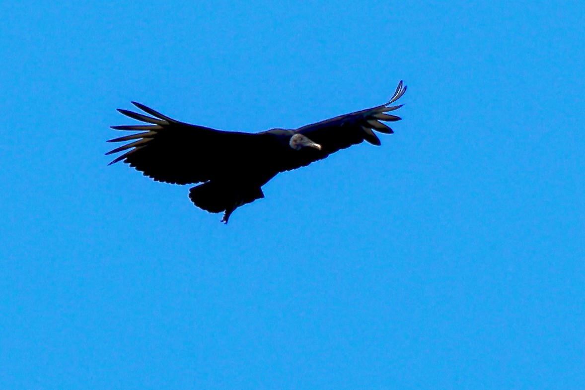 Black Vulture - ML646469772
