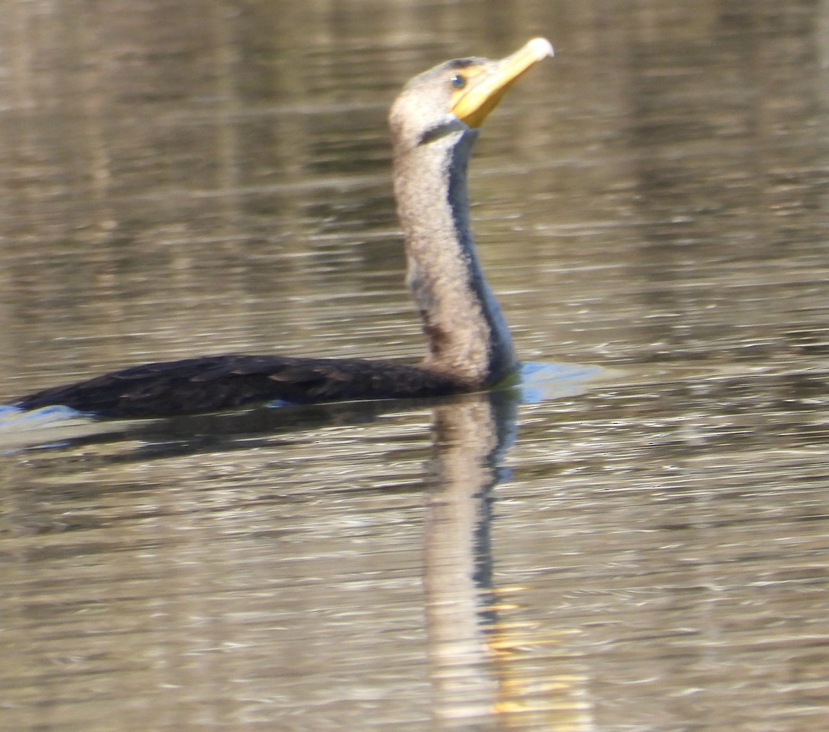 Double-crested Cormorant - ML646469773