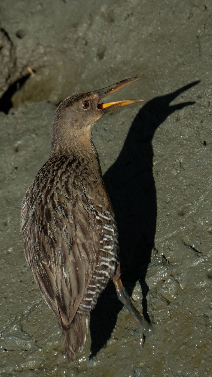 Mangrove Rail - ML646469774