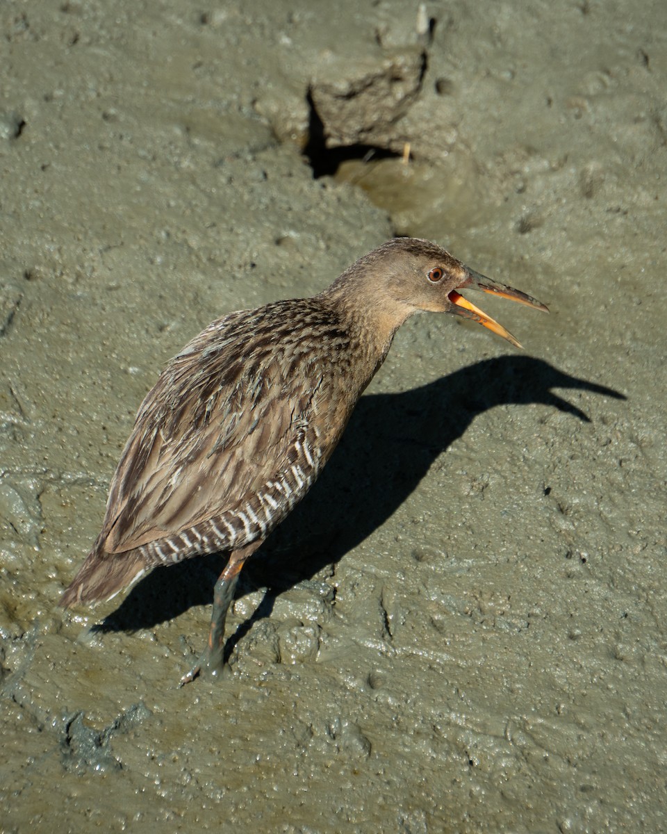 Mangrove Rail - ML646469775