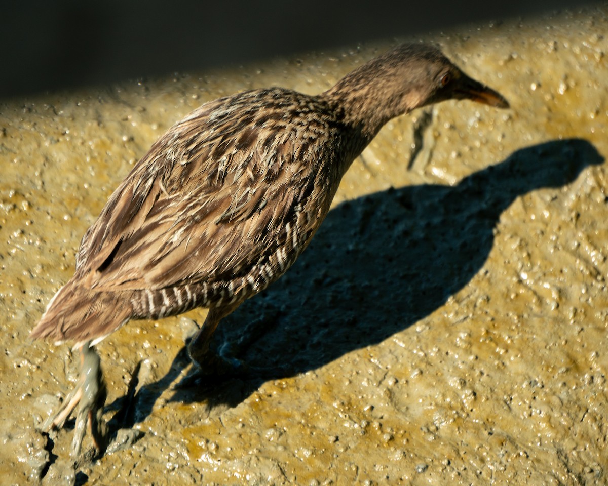 Mangrove Rail - ML646469776