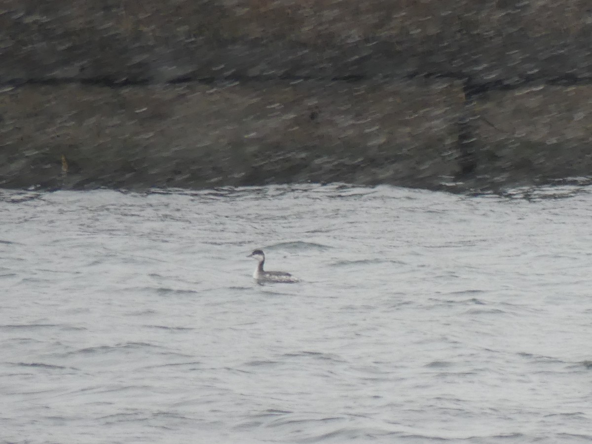 Horned Grebe - ML646469779