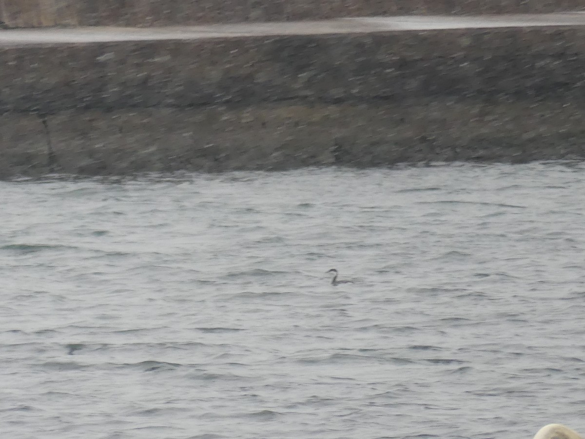 Horned Grebe - ML646469780