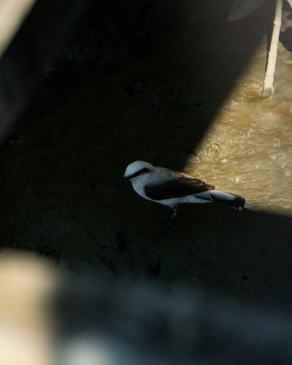 Masked Water-Tyrant - ML646469782