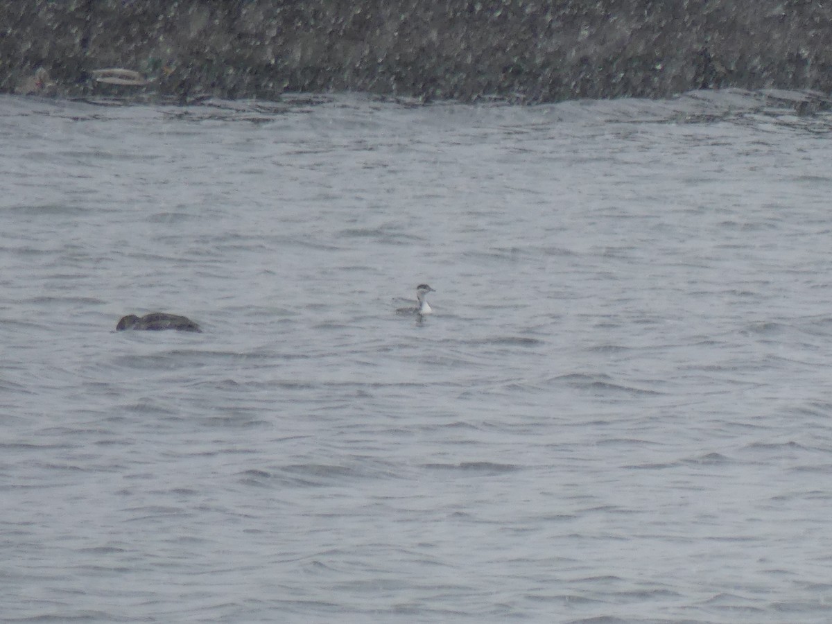 Horned Grebe - ML646469783