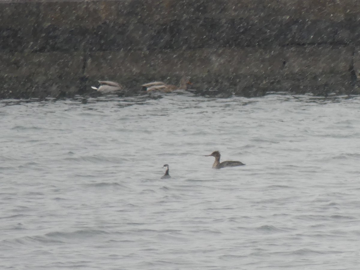 Horned Grebe - ML646469784