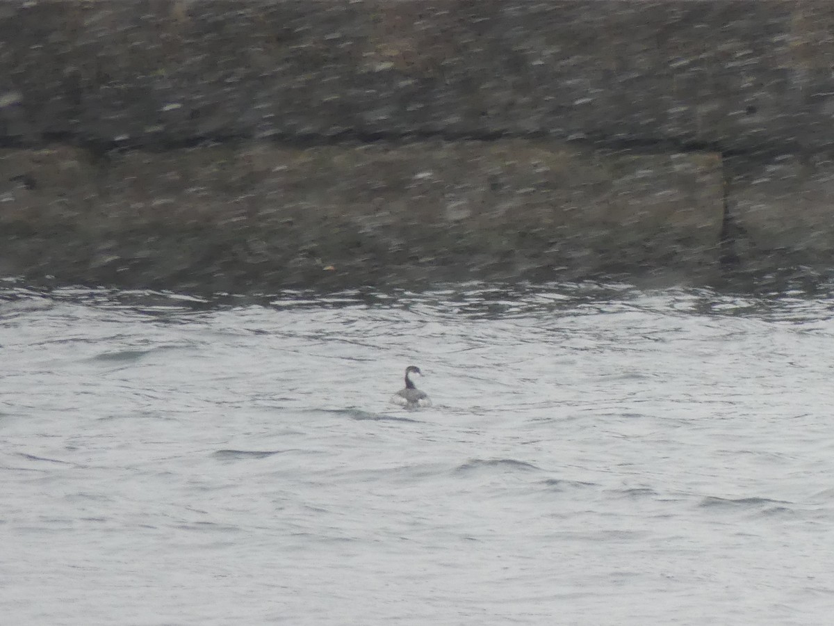 Horned Grebe - ML646469786