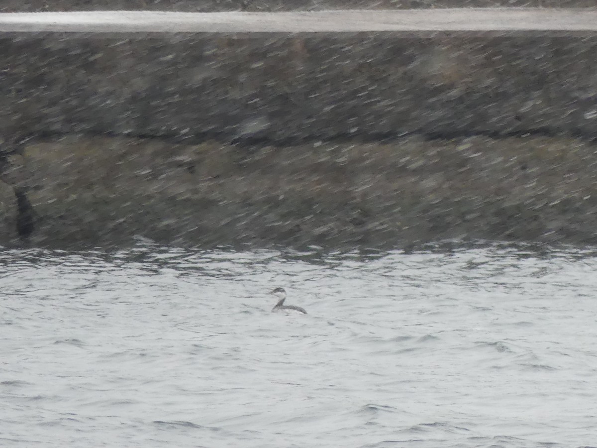 Horned Grebe - ML646469787