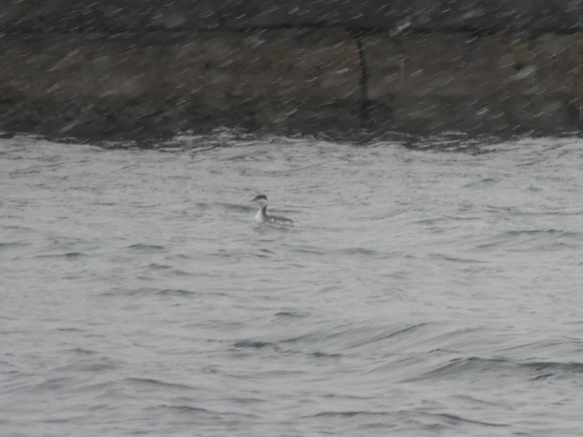 Horned Grebe - ML646469788