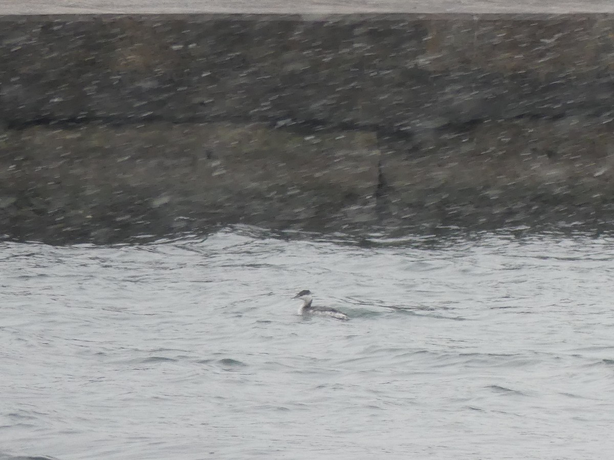 Horned Grebe - ML646469789