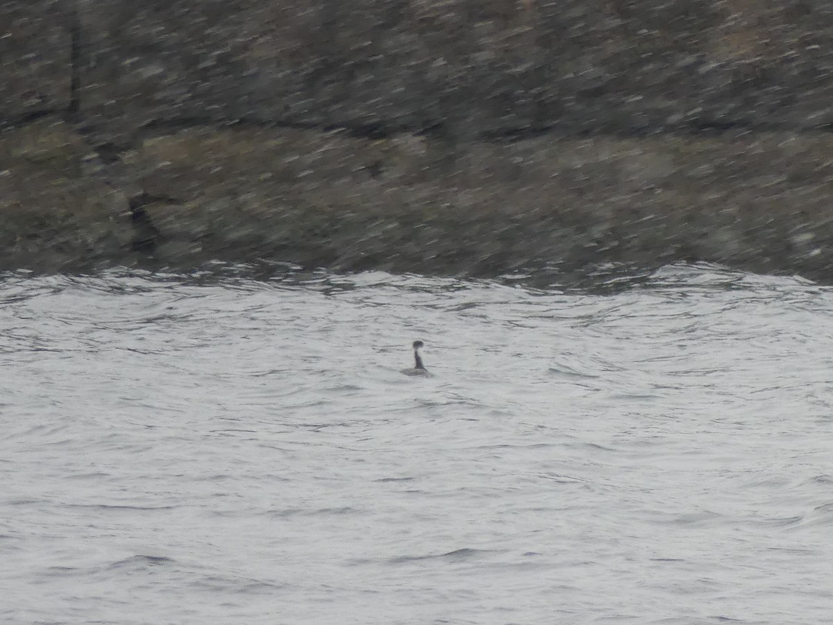 Horned Grebe - ML646469790