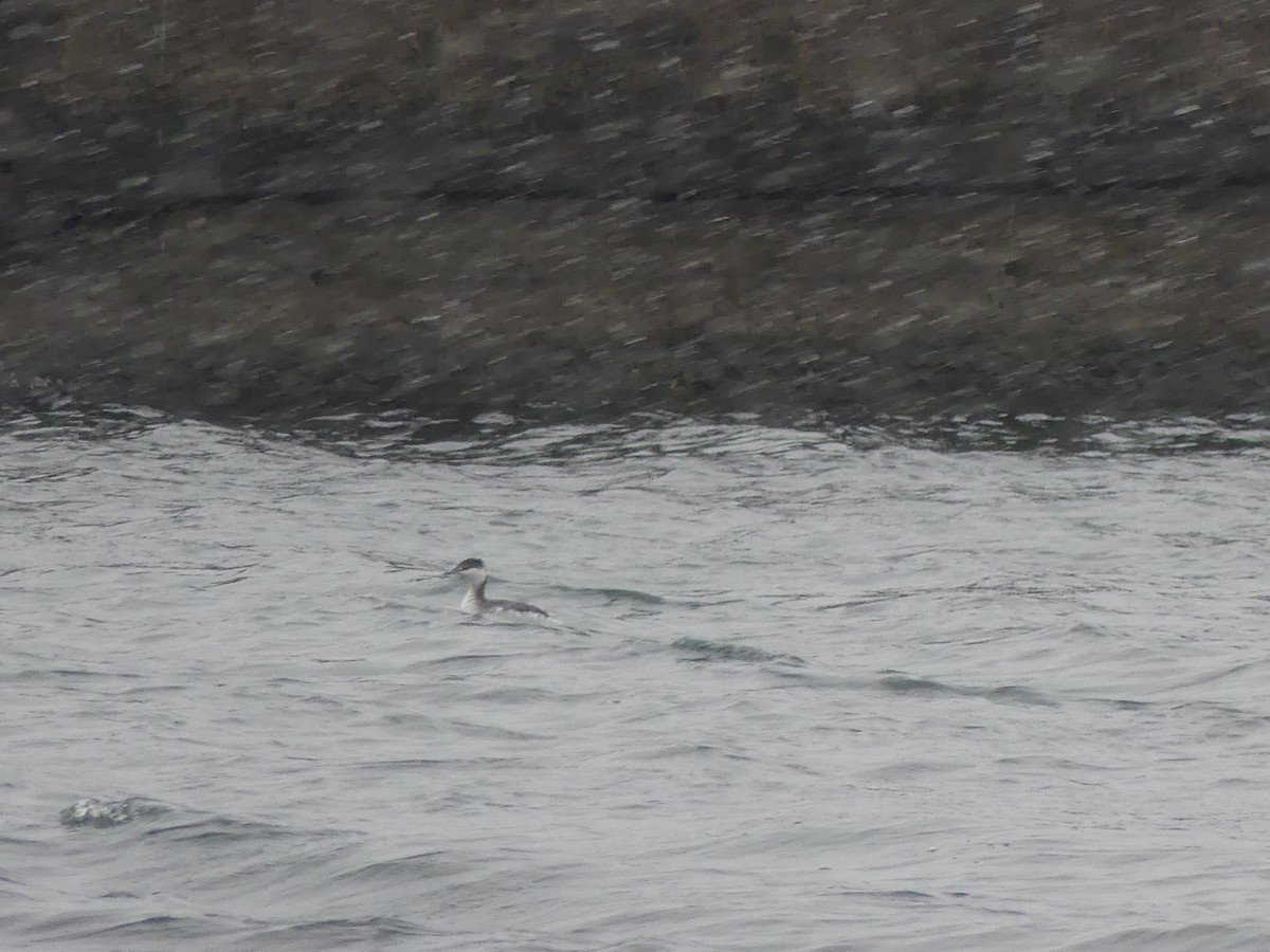 Horned Grebe - ML646469791