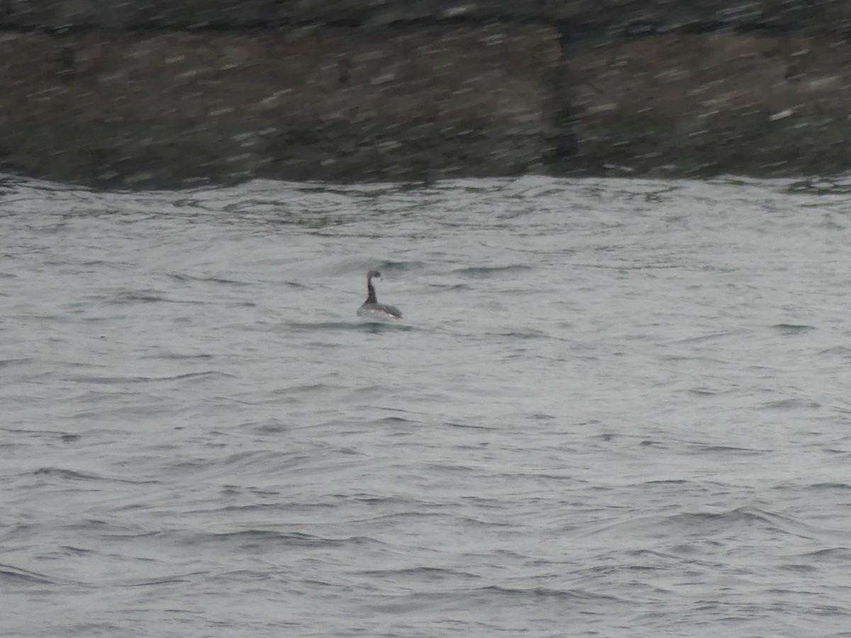 Horned Grebe - ML646469792