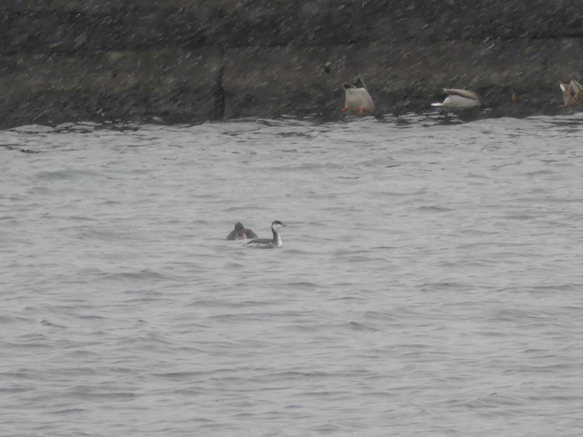 Horned Grebe - ML646469793