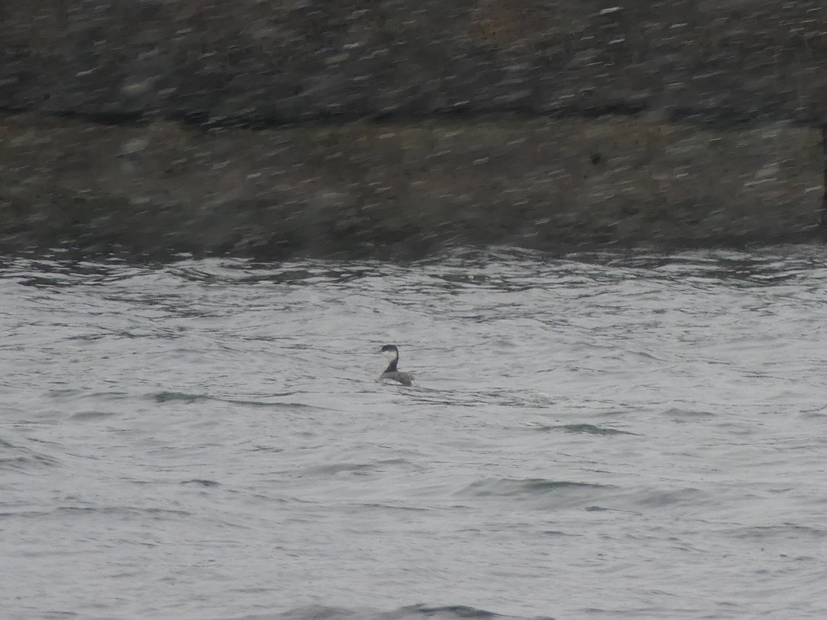 Horned Grebe - ML646469795